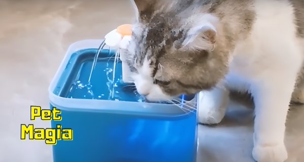 Saiba como sempre manter água filtrada para o seu gato