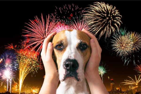 Como proteger e acalmar seu cachorro durante os fogos de artifício: Guia completo para um Réveillon tranquilo