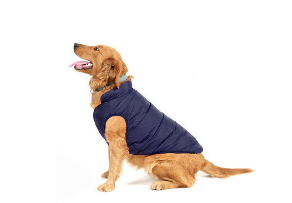 Roupas para Cachorro: Dicas Essenciais para Escolher a Melhor Opção para Seu Pet