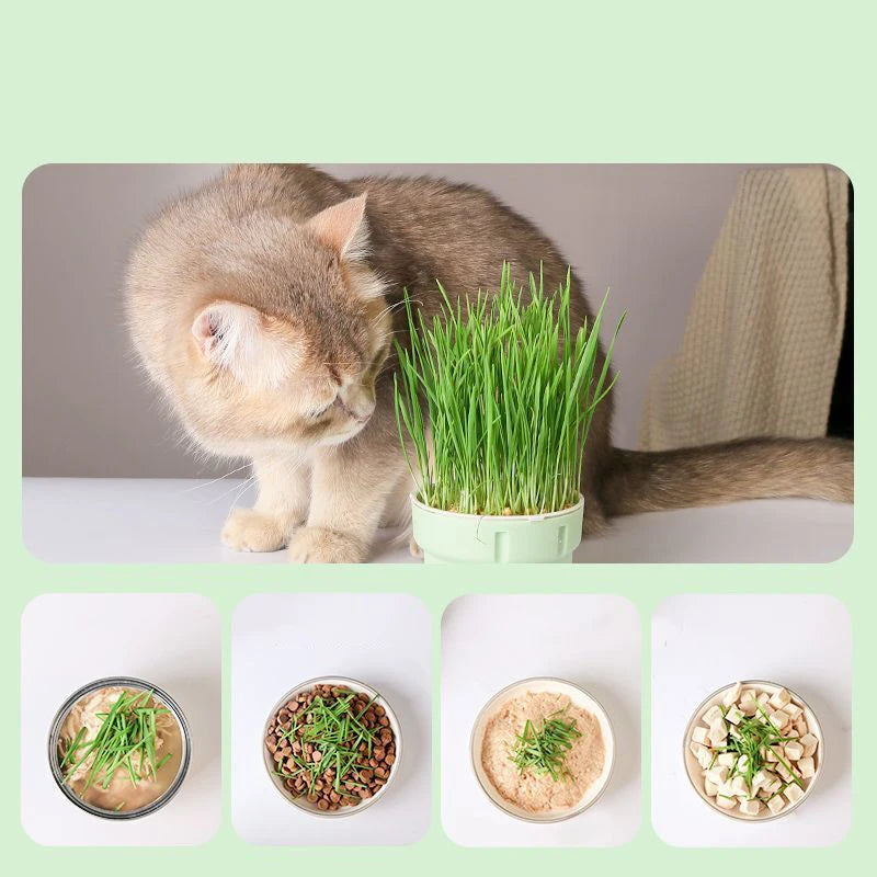 um gato e as diversas formas de alimentação com a grama para gatos