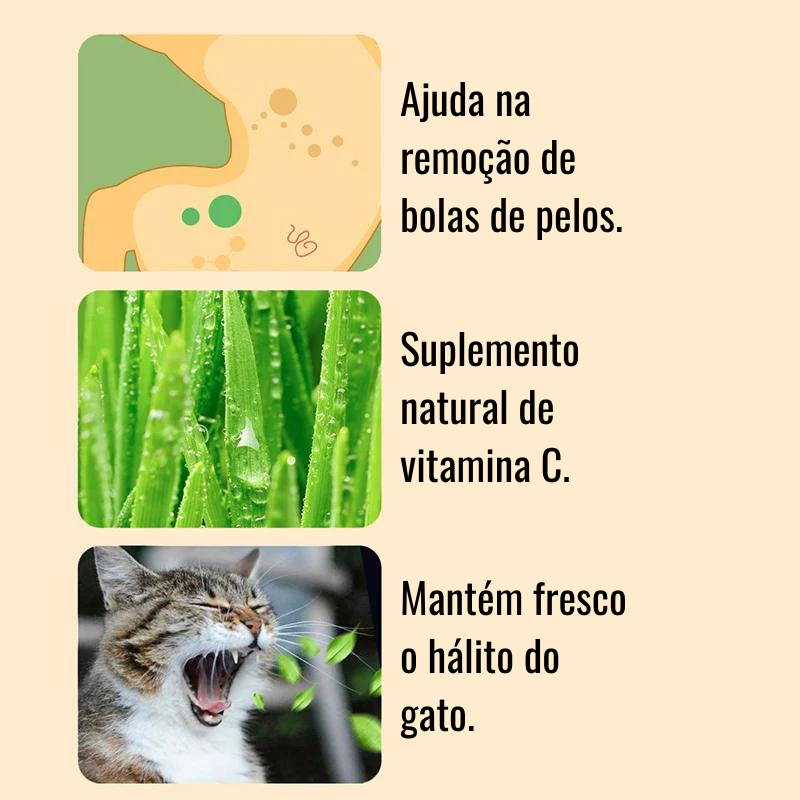 ilustração dos benefícios para o gato na ingestão de grama alimentícia