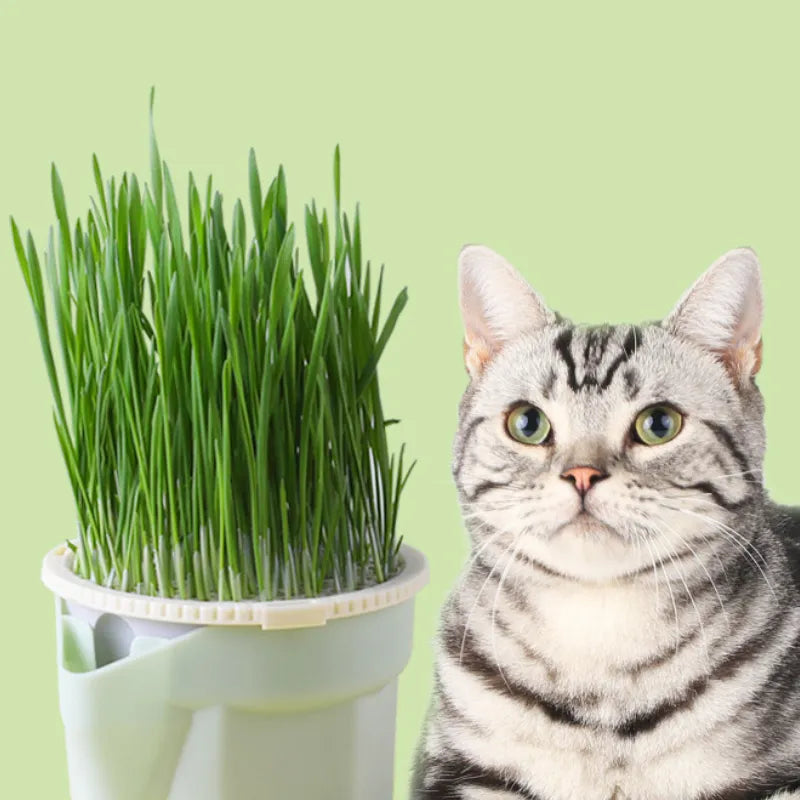 gato ao lado do pote de grama hidroponico